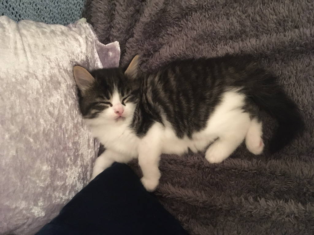 Snowflake, kitten, animal communication