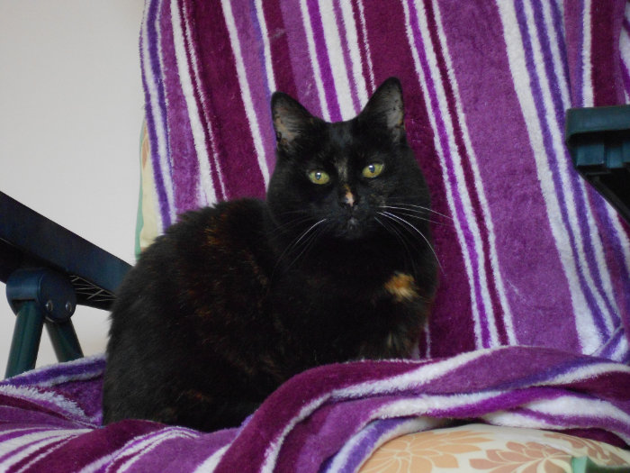 The Guilt & Grief of Losing a Beloved Animal Companion