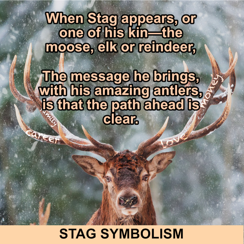 Stag with antlers and quote "When stag appears, or one of his kin—the moose, elk or reindeer, the message he brings with his amazing antlers, is that the path ahead is clear