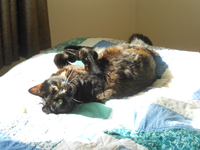 animal communication