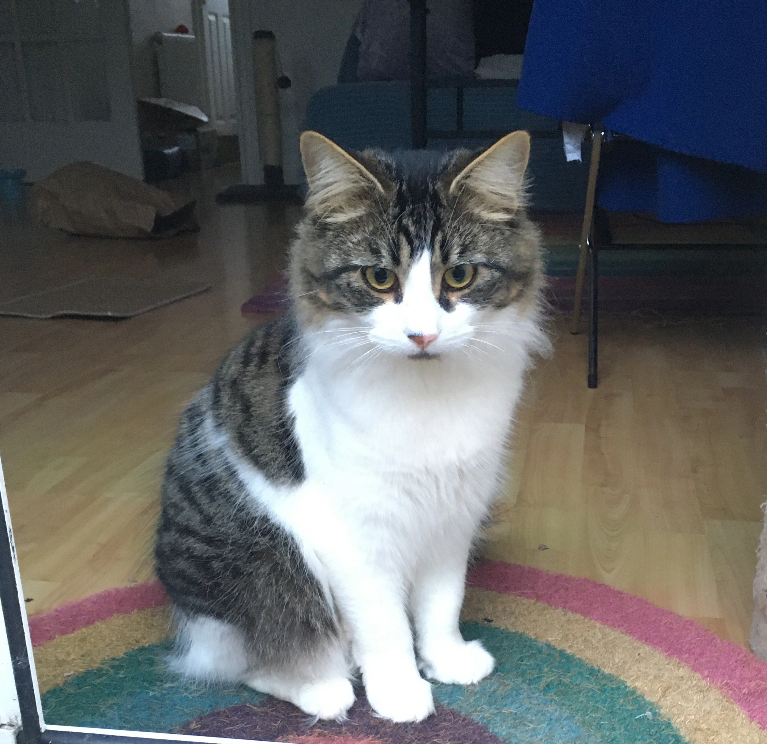 do animals have souls?