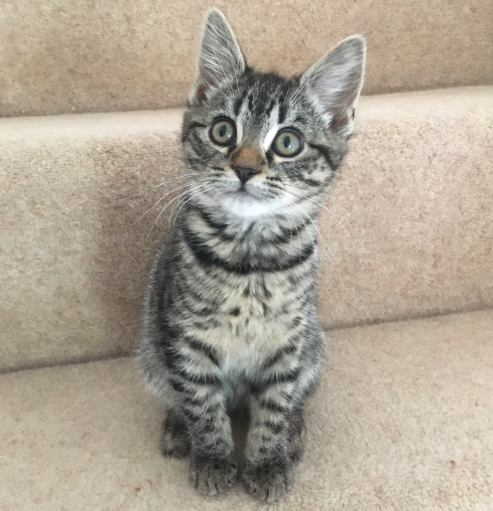 animal communication