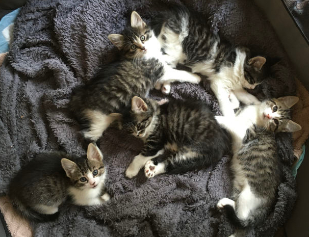 the joy of having kittens