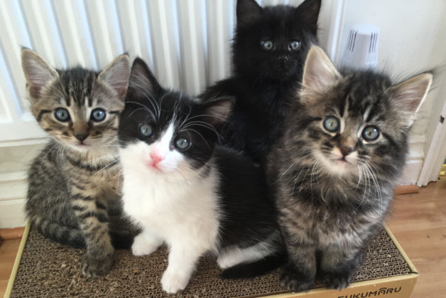 the joy of having kittens