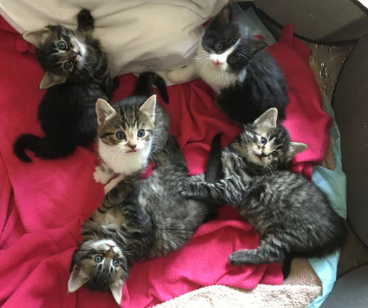 the joy of having kittens