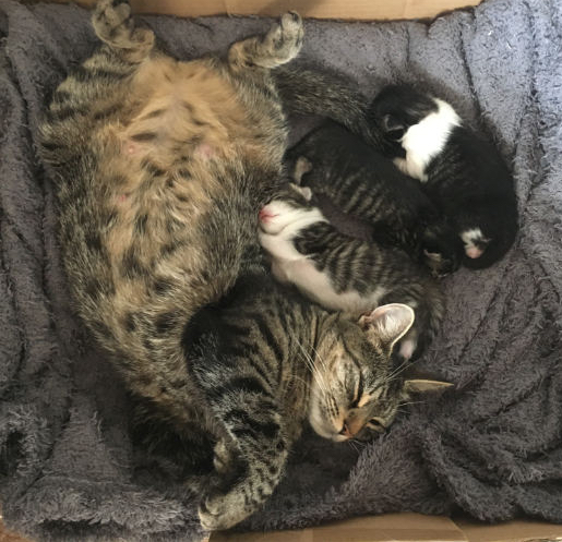 the joy of having kittens