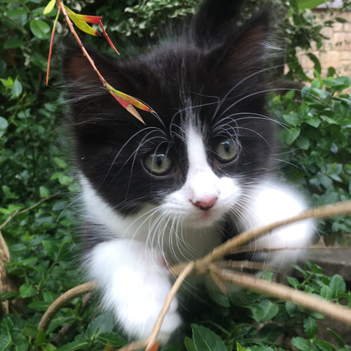 Animal Energy Therapy With Animal Kinesiology, Animal Life Purpose Reading, Animal Mediumship