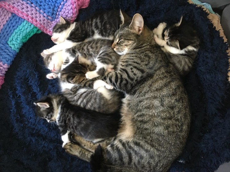 Lilly with her first litter of kittens