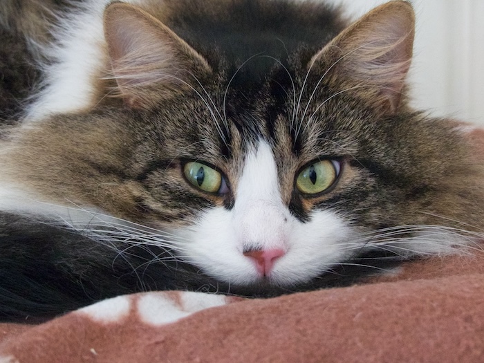 a close-up of a cat's face, looking off to the side as if thinking